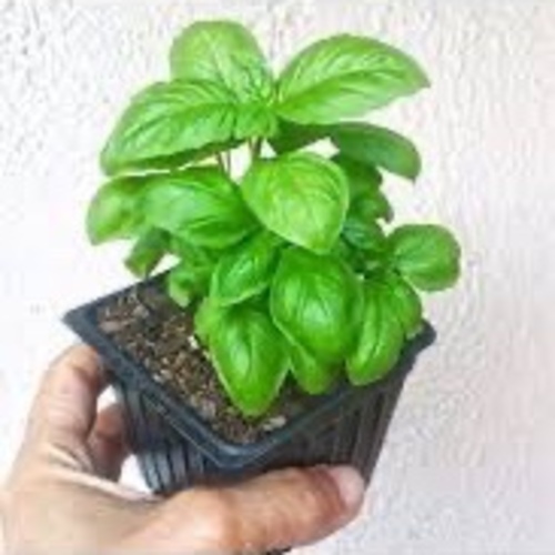 Large Leaf Basil / iri Yaprakli feleğen (Genta)