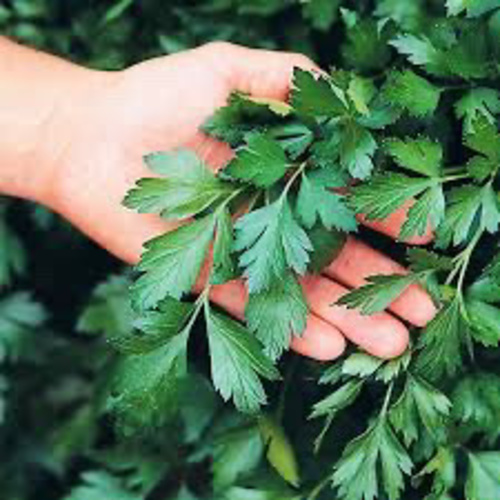 Italian Parsley Large / İri yapraklı italian Maydanoz (Genta)