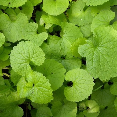 Garlic Mustard PWS - DESCRIPTIONThis medium-sized short-lived perennial has small white, yellow-centred flowers which open from April to June, and are followed by long green seed pods. One of the easiest ways to identify this plant is by crushing its fresh green, heart-shaped leaves that smell of garlic. As the flowering stems bloom they elongate into a spike-like shape. Plants are often found growing along the margins of hedges, hence one of its common names. It has deeply-growing, thin, white tap roots that are scented like horseradish. The chopped leaves are used for flavouring salads and sauces such as pesto, and sometimes the flowers and fruit are included as well. These are best when young, and provide a mild flavour of both garlic and mustard, and indeed are sometimes used to season food directly in France.SOWING ADVICEFor best results, seeds are sown directly into the ground where required in the spring. Alternatively, sow in late winter/early spring in gentle warmth, 15-20 degrees C. Prick out into small 3 inch or 7 cm. pots and plant in final position when the plants are established.
KEY FACTSFamily:BrassicaceaeCommon name:Alliaria petiolata, Jack-by-the-hedge, Garlic Root, Hedge Garlic, Sauce-alone, Jack-in-the-bush, Penny Hedge, Poor Man\