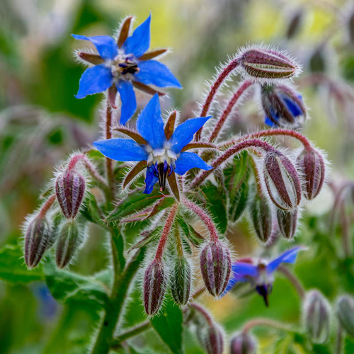 Herb Borage PWS - DESCRIPTIONThis popular herb has attractive white edged hairy leaves which are tender and juicy and can be used in salads and drinks. Delicate star-shaped blue flowers (perfect in cold drinks!) appear all summer long. An intriguing talking point whether in the herb or flower garden. Also known as 