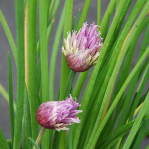 Chives PWS - DESCRIPTIONAn indispensable grass-like herb with a hollow centre that produces beautiful purple flowers, chives have a tasty, gentle onion flavour that complements a huge range of foods whilst the attractive flowers can also be used in salads. It is also said to keep black spot away from roses.SOWING ADVICEAfter the last frost, scatter the seeds widely over a well-prepared bed and cover thinly after which the seeds will germinate within two weeks. Thin the seedlings to 4-6 inches apart. Once established, chives form bulbs, which multiply and can be easily moved around the garden. 
KEY FACTSFamily:HERBClassification:Hardy perennialPacket Content:750 (Approx)