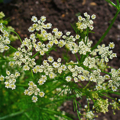 Cumin PWS - DESCRIPTIONAlso known as meridian fennel, or Persian cumin, this ancient plant is native to western Asia, Europe and Northern Africa. Very similar in appearance to other members of the carrot family, it has finely divided, feathery leaves with thread-like divisions, whilst the main flower stem bears umbels of white or pink flowers. The seeds (or more correctly, fruits), usually used whole, have a pungent, aniseed-like flavour and aroma that comes from essential oils, mostly carvone and limonene and they are often used as a spice in breads, especially rye bread. It is also used in desserts, liquors, casseroles and curries. It is commonly used in British caraway seed cake and is also added to sauerkraut and Akvavit and several liqueurs are also made with it. The roots may be cooked like parsnips or carrots and the leaves are sometimes eaten raw or cooked. Caraway also has a long tradition of medical uses, primarily for stomach complaints, as most babies who have been given \