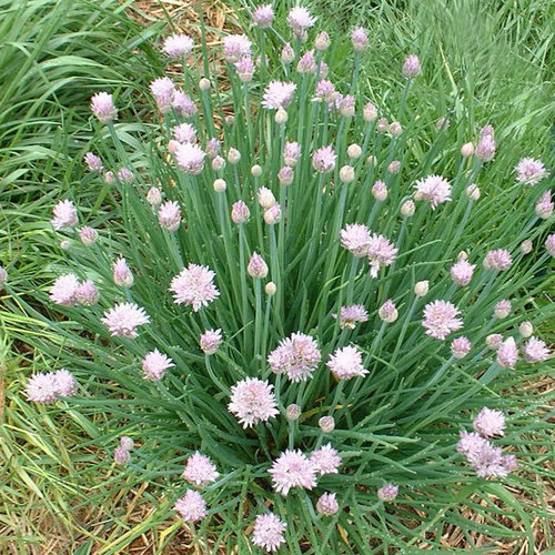 Garlic Chives PWS - DESCRIPTIONThe broad, flat leaves of this versatile herb are perfect to use as ordinary chives, whilst its bulbs can be fried like an onion. The fragrant white flowers are capable of perfuming a whole room and can also be added into salads. 
KEY FACTSFamily:HERBCommon name:Allium tuberosumClassification:Hardy perennialPacket Content:200 (Approx)
SOWING ADVICEAfter the last frost, scatter the seeds widely over a well-prepared bed and cover thinly after which the seeds will germinate within two weeks. Thin the seedlings to 4-6 inches apart. Once established, chives form bulbs, which multiply and can be easily moved around the garden.