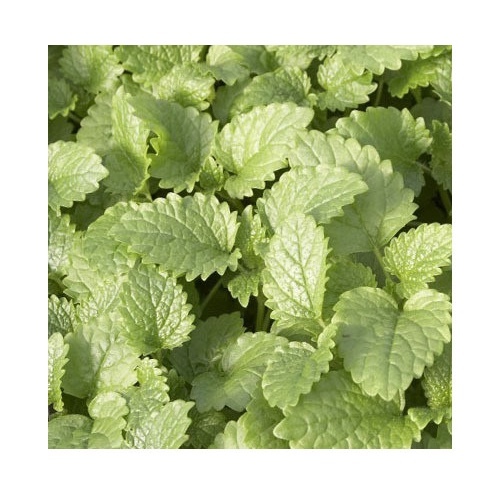 Lemon Balm PWS - DESCRIPTIONThis pretty mint relative is also called 