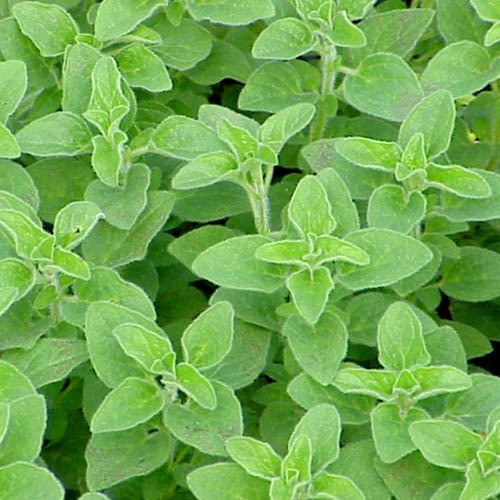 Herb Oregano PWS - DESCRIPTIONThis sweetly-smelling, aromatic foliage is commonly used in Mediterranean cuisine and is perfect sprinkled on lamb or pork before cooking. Also known as Pot Marjoram, it makes a useful, addition to the herb garden, the flowers produced in summer and autumn being used for flavouring after they have been dried. The strong aromatic flavour is perfect for rich meat dishes, grilled fish and for flavouring oils. SOWING ADVICEFor best results, seeds are sown directly into the ground where required in the spring. Alternatively, sow in late winter/early spring in gentle warmth, 15-20 degrees C. Prick out into small 3 inch or 7 cm. pots and plant in final position when the plants are established. 
 
KEY FACTSFamily:HERBCommon name:Oreganum vulgare, White marjoram, Pot marjoram.Classification:Half hardy annual, Hardy annualPacket Content:500 (Approx)