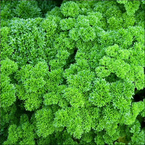 Parsley Champion Moss Curled PWS - DESCRIPTIONIndispensable in any herb garden is this decorative plant with rich green, closely curled foliage with a compact habit. Ideal for garnishing, and flavouring soups and stews. Curly parsley has a slightly milder taste than the flat-leaved variety.SOWING ADVICESow from February to July in modules. Requires a germination temperature of 10C - 25C. Ready to harvest from July onwards. If you want an earlier harvest try a September sowing. 
KEY FACTSFamily:HERBPacket Content:600+ (Approx)