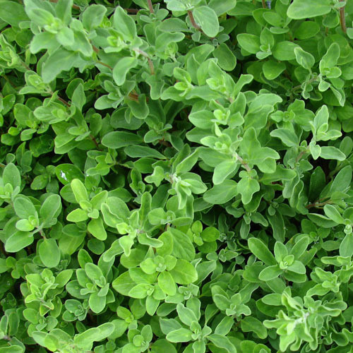 (Oregno) Sweet Marjoram PWS - DESCRIPTION
 The attractive leaves of this tender perennial, which survives well in both an indoor and outdoor environment, have a fabulous sweet, yet slightly spicy taste which is perfect for all meats, fish and poultry whilst the pale pink flowers can also be used in salads. SOWING ADVICESow directly outdoors in April about 1/2 inch deep, keeping them moist, when germination can take up to 3 weeks. Thin out to about 8 inches apart remembering to remove flowers as soon as they develop. 
KEY FACTSFamily:HERBClassification:Hardy perennialPacket Content:750 (Approx)