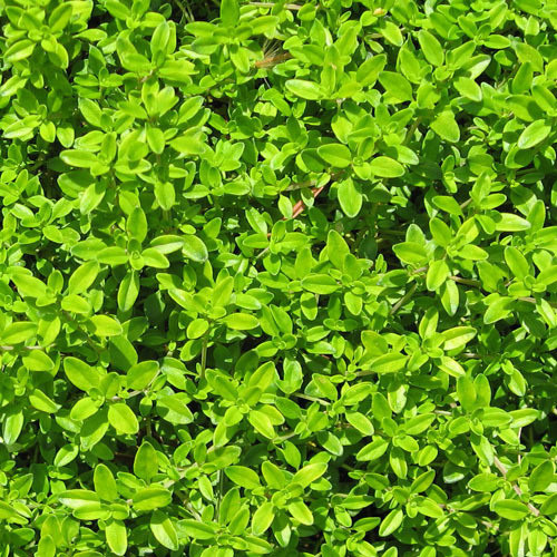 Herb Thyme PWS - In stockDESCRIPTIONThis hardy perennial can be picked and used all year round. With attractive, small green, clustered leaves and pastel pink flowers it is an attractive addition to any herb garden and is perfect for stuffings, poultry dishes and stews whether used fresh, dried, frozen or infused into oils. SOWING ADVICESeeds should be sown, lightly covered and kept warm, indoors in March using normal potting compost when germination should take a week or so. When the seedlings are 4 inches tall they can be hardened off and planted 12 inches apart or in a large pot. Harvest lightly, if at all, in the first year.
KEY FACTSFamily:HERBCommon name:THYMUS VULGARISClassification:Hardy perennialPacket Content:500 (Approx)