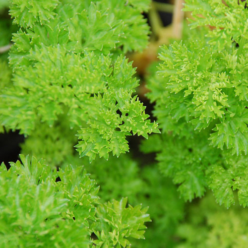 Triple Curled Parsely PWS - DESCRIPTIONA large and bushy vigorous variety of parsley with closely curled dark green leaves. It is fast growing and holds for a long time when mature, making harvesting easy. Excellent taste.SOWING ADVICESow in trays for later transplanting or directly in situ after the last frost. Cover seed to a depth of 1/4 inch. Keep seedbed or tray evenly moist during germination period. The seeds germinates in 3-4 weeks. Separate out to 10-12 inches between plants. Water regularly and enrich the soil with fertiliser. 
KEY FACTSFamily:HERBClassification:Hardy annualPacket Content:750 (Approx)