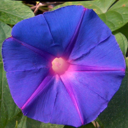 Ipomoea Pupurea Morning Glory PWS - DESCRIPTIONMorning Glory flowers, aptly named, because they are at their best in the early mornings, each last for just one day - but is replaced the following day by others. So, there is a continual supply of the startling blue flowers on the plant in the growing season. Stems covered with brown hairs bear heart-shaped leaves. It relishes a sunny position, but is quite happy to be planted in dappled shade, as long as there is room for the plant to climb up to the sunlight. But, for top to bottom flowers, a full sun situation is best! It is a perfect ornamental cover for fences, decks, trellises or other structures around the home.SOWING ADVICESeeds may be sown at any time when you can give adequate heat and light but are best sown in early spring in a propagator, warm greenhouse or on a windowsill for late spring planting. Alternatively sow outdoors March-April. 
KEY FACTSFamily:CONVOLVULACEAECommon name:Morning Glory Classification:Half hardy climberHeight:2.0-3.0mPacket Content:6 seeds (Approx)