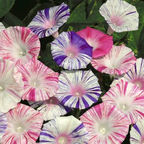 Ipomoea Purpurea   Carnevale di Venezia Morning Glory PWS - DESCRIPTIONA vigorous twining climber (to 2m or 6ft) producing masses of spectacular, striped blue and pink blooms with intricate markings, all as if painted individually. These gorgeous flowers bloom all summer long, transforming your garden with all the dazzling colours of the Venice Carnival. SOWING ADVICESow March to April. Germinate at 20-30C in a propagator Cover seeds thinly. Germination usually takes 7-14 days. Do not exclude light at any stage. Transplant seedlings when large enough to handle into 3in pots. Grow on in cooler, well lit conditions for 10-15 days before planting out 12in apart after all risk of frost.
KEY FACTSFamily:CONVOLVULACEAECommon name:Carnevale di Venezia Morning Glory, Purple Morning GloryClassification:Half hardy annualHeight:1.8-3.0mPacket Content:20 (Approx)