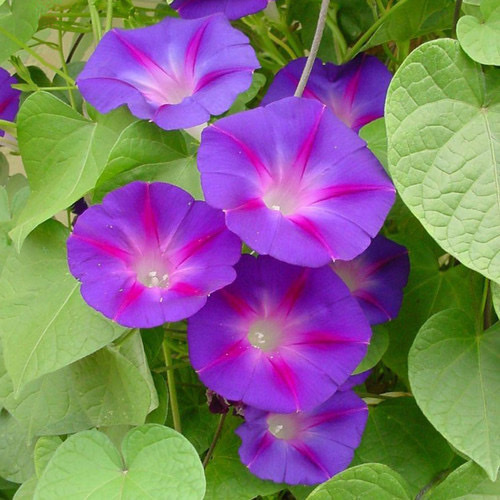 iIpomoea Pupurea Grand Pa otts PWS