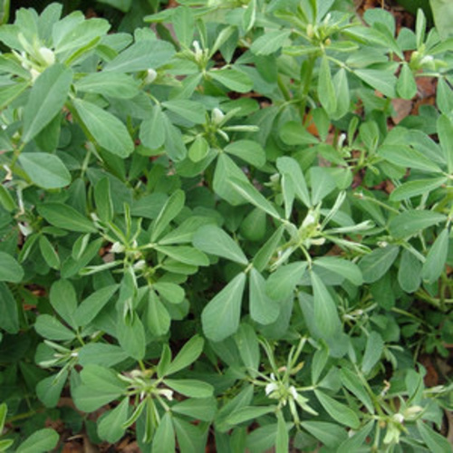 Methi Or Fenugreek PWS - DESCRIPTIONEasy-to-grow in warm soil this ancient herb has strongly aromatic and flavourful seeds and leaves which are universally popular for their well-recognized culinary as well as medicinal properties. The seeds and leaves are widely used in Indian food as they have a strong aroma and a bitter but pleasant taste and when used in small quantities impart a delicious flavour to food. It is commonly used in curries, vegetable dishes and dals. Traditionally, it has been used to cure digestive problems and to improve breast milk secretion in the nursing mothers.SOWING ADVICEFor best results, seeds are best sown directly into the ground where required in the spring. Alternatively, sow in late winter/early spring in gentle warmth, 15-20 degrees C. 
KEY FACTSFamily:FabaceaeCommon name:Trigonella foenum-graecum, Greek-hay, Mehti, Bird\