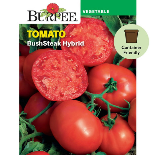 Bushsteak Tomato Burpee - Big, 8-10 oz. meaty fruits mature early on 20-24