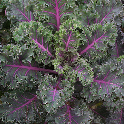 Kale Borecole Midnight Sun PWS - DESCRIPTIONThis kale variety has a deep red textured leaf and a striking pink mid vein running through the leaf and can function as an attractive ornamental addition to the vegetable plot. A versatile variety that is suitable for multi-cut production. Best suited to baby leaf but will also work well as a mature plant.SOWING ADVICEDirect sow in the garden when warm or start indoors 6 weeks before the expected last frost. Sow 1/2 inch deep and don't allow the soil to dry out. Germination takes 5-8 days. Plant out after the last frost leaving 16 inches between plants. Maturity is reached in 2 months so you can succession sow. 
 25 plus seeds