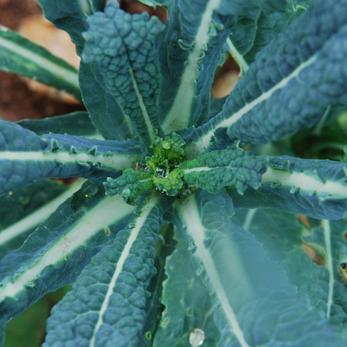 kale Nero Di Toscana PWS - DESCRIPTIONThis very resilient, easy to grow kale is resistant to heat and aphids and is high in fibre, iron and vitamins. The dark, deliciously flavoured, emerald-green loose leaves, which appear an eye-catching black at a distance, are perfect in many cooked dishes, or in salads. SOWING ADVICEDirect sow in the garden when warm or start indoors 6 weeks before the expected last frost. Sow 1/2 inch deep and don't allow the soil to dry out. Germination takes 5-8 days. Plant out after the last frost leaving 16 inches between plants. Maturity is reached in 2 months so you can succession sow. 
 150 seeds plus