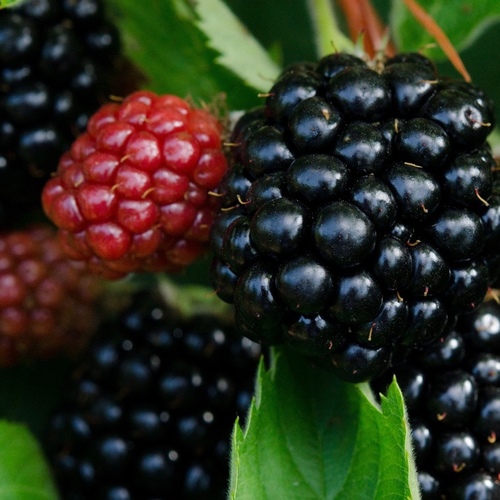 Blackberry Brambles PWS - DESCRIPTIONThese seeds were collected from the very best forms of wild blackberry growing in our 3 kilometers of ancient Devon hedges we have surrounding Plant World. Habits of the wild form do vary, so special care was taken to select the heaviest cropping bushes which were heavily laden with sweet fruit from mid August until late September. They make the very sweetest and tastiest blackberry jam and preserves you will ever discover!SOWING ADVICEFor best results, sow seeds as soon as you receive them onto a good soil-based compost. Cover the seeds with fine grit or compost to approximately their own depth. These seeds can be very slow indeed to germinate, and may wait for spring before emerging whenever sown. Do not use artificial heat to try to germinate them as it will simply disrupt their germination mechanism. Please be very patient, and do not discard the seed pan. 
 30 plus seeds