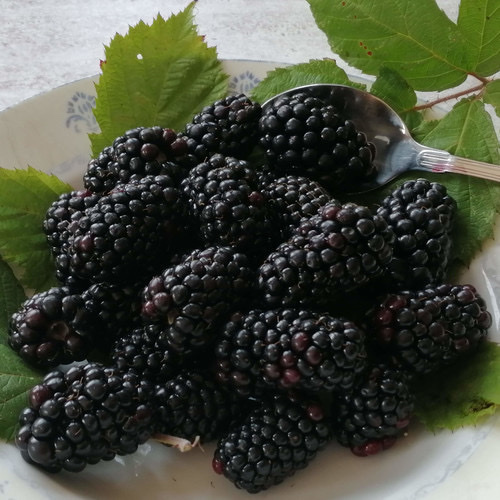 Black Berry Ebony Giant PWS - DESCRIPTIONIncredibly long, fat juicy fruits are produced by this extraordinary plant in our fruit garden, trusses sometimes being so heavy that they hang towards the ground. Vigorous branches are best trained in rows rather as with grape vines. Seedling will invariably vary but you will inevitably get some amazing plants from these seeds.SOWING ADVICESeeds can be sown at any time of the year into a sandy, gritty, loamy compost (NOT one based on pure peat) and covered with sand or grit. No artificial heat is needed. The seed tray is best left in a cool spot and kept moist. Seeds generally germinate very, very slowly indeed, but usually appear in the spring whenever they are sown, although odd ones may come up at any time. Grow small plants on before planting out. 15 Seeds and more