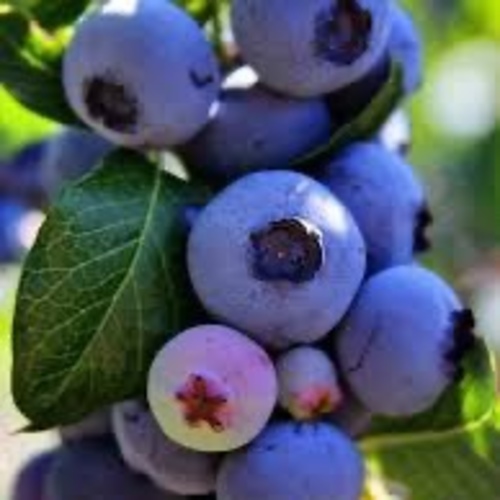 Blueberry/ vaccinum ovalifolium  PWS - DESCRIPTIONThe 