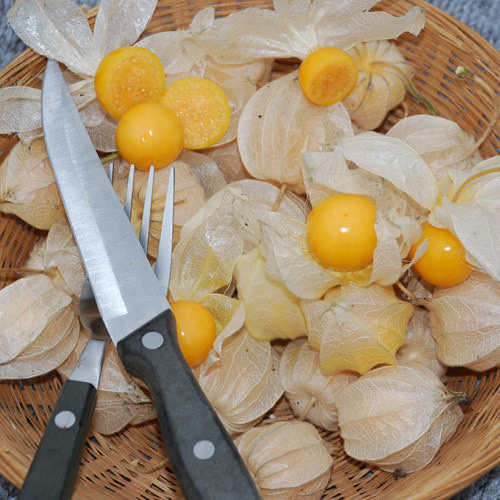 Amazing Seeds - Golden Berry Gigante PWS - DESCRIPTIONTall, erect, sticky-haired stems carry sizeable 'paper lanterns' which contain the largest and juiciest fruits of all the golden berries. This is the physalis variety sold at inflated prices in supermarkets and used to adorn expensive desserts in restaurants.SOWING ADVICESlow to germinate. Seeds are surface-sown or covered only slightly. Do not allow the soil to dry out. Containers are held in warm conditions until sprouts appear, which may take anywhere from 3-10 days. Move sprouting plantings immediately to bright light conditions, such as a south-facing window. Inadequate light is a frequent cause of failure of young seedlings. At about the time of last frost, set out seedlings into pots. 25 Seed or more