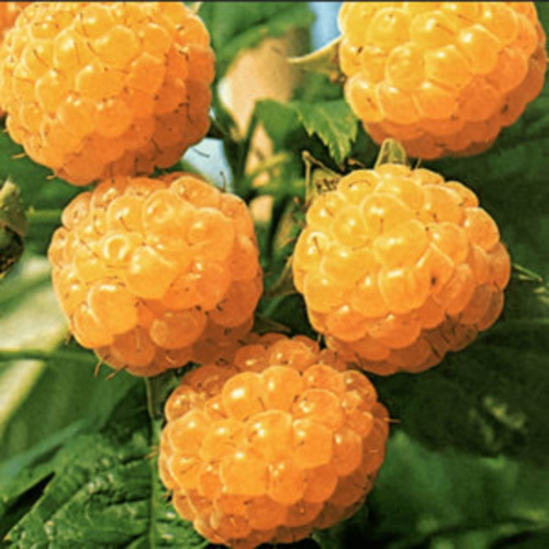 Raspberry Fall Gold PWS - DESCRIPTIONGolden raspberries are a rare and exquisite juicy treat, sometimes sold as a novelty berry at specialist markets when they command a very high price. Sweeter than red ones, they completely lack the sharp acids and natural red dyes of red ones, so for lovers of sweet fruits they are absolutely perfect. They are rarely eaten by birds the usual thieves, because they are not generally interested in the yellow fruits, so no special protection is needed! As well as being extremely hardy, they are primocane raspberries..... (yes a rare word), meaning they bear fruit on the first year canes. But the subsequent final potential is for TWO fruit crops, the first in late July, then a second bigger yield in September, October, and incredibly even into a mild November, and we didn't believe it until we grew them, right into the first frosts! Grow these raspberries and amaze your guests, and who wouldn’t want to enjoy a yellow raspberry jam or a dessert with sweet yellow raspberries?SOWING ADVICEFor best results, sow seeds as soon as you receive them onto a good soil-based compost. Cover the seeds with fine grit or compost to approximately their own depth. These seeds can be very slow indeed to germinate, and may wait for spring before emerging whenever sown. Do not use artificial heat to try to germinate them as it will simply disrupt their germination mechanism. Please be very patient, and do not discard the seed pan. 20 Seeds plus