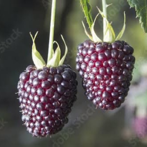 Raspberry Glaucus (Andean Variety) PWS - DESCRIPTIONThis rare and succulent fruit grows wild in the foothills of the Southern Chilean and Argentinian Andes. Easy to grow and extremely hardy, it will produce an extended crop of deep red, shading to purple, exceptionally long, sweet, juicy fruits in midsummer.SOWING ADVICESow seeds at any time of the year into a sandy compost and cover thinly with grit. NO artificial heat is needed. leave seed tray in a cool spot and keep moist, seed generally germinates very slowly indeed, usually appearing in spring whenever they are sown. These seeds are fresh but may take up to 6-12 months to appear. DO NOT discard the seed tray, be patient, they WILL germinate if you follow this advice. Pot on small plants before planting out in rows. 10 Seeds