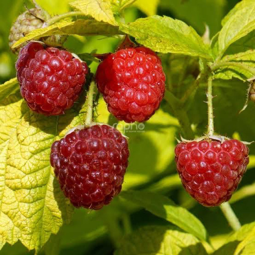 Raspberry Gold Leaf PWS Rare - DESCRIPTIONThis rare, unique, and valuable new plant bears heavy bunches of sizeable, deliciously sweet, bright red raspberries, which ripen in late summer and well into autumn, very late in the year when all other similar raspberries have long finished. But they are clad in striking, bright golden yellow leaves which are completely resistant to scorching whatever the weather, making a distinctive statement, whether in the garden or in a large pot on the patio. These unusual plants are called primocanes, meaning they fruit a year EARLIER, on stems that have grown up the SAME YEAR, not the second year as with normal raspberries! And so, the subsequent final potential is for TWO fruit crops, the first in late July, then a second bigger yield in September, October, and incredibly even into a mild November. And finally, it is completely hardy and can resist temperatures as low as -35° Celsius, making it surely the most attractive raspberry ever produced, even mixed with shrubs and flowers.SOWING ADVICESow seeds at any time of the year into a sandy compost and cover thinly with grit. NO artificial heat is needed. leave seed tray in a cool spot and keep moist, seed generally germinates very slowly indeed, usually appearing in spring whenever they are sown. These seeds are fresh but may take up to 6-12 months to appear. DO NOT discard the seed tray, be patient, they WILL germinate if you follow this advice. Pot on small plants before planting out in rows. 10 Seeds