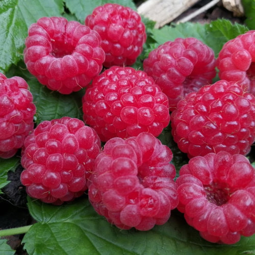 Raspberry Ruby Red PWS - DESCRIPTIONSizeable, delicious, astonishingly purplish raspberries ripen from early summer onwards for a considerable length of cropping time. This superb multi-branching, compact, thornless raspberry produces fruits which really are an unusually deep shade of reddish-purple. Very heavy-cropping, and growing to barely 1 metre tall, it produces much more than a kilogram of fruit from each plant once established. Being dwarf and bushy it needs no support, and is ideal for the patio or border, or even in a large pot or container. SOWING ADVICESow seeds IMMEDIATELY you receive them, at any time of the year, they depend on having several months in cold, damp compost, (NOT DRY IN A FRIDGE) before they will germinate. Keep the seed tray moist in a cold greenhouse or shady corner. These fresh seeds can be very slow to germinate. Do not use any artificial heat in an attempt to germinate them as it may cause them to enter even deeper dormancy. 20 Seed or more