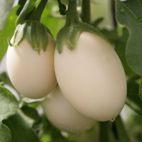 Aubergine Ivory F1 - DESCRIPTIONA compact variety that produces small, oval shaped, creamy white fruits. Ideal for pots and containers. Spine free under normal growing conditions. rare typeSOWING ADVICEStart indoors 8-12 weeks before last frost. Surface-sow and keep moist until sprouts appear, which can take up to three weeks or so. Like warm conditions. Transplant into the garden when weather has settled and soil is warm. Provide rich slightly acidic soil with ample moisture. 5 Seeds