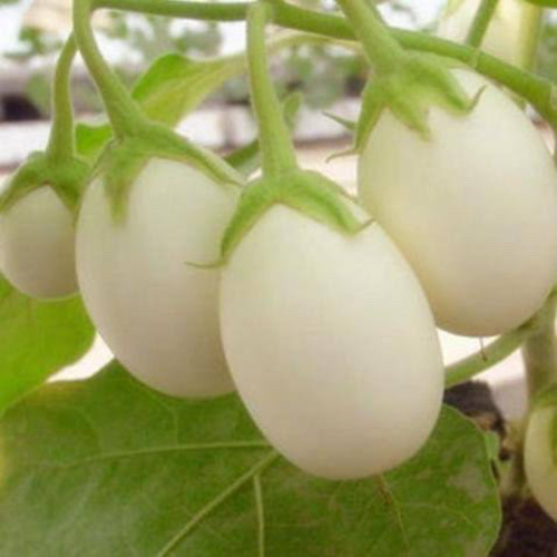 Aubergine Japanese White Egg - DESCRIPTIONThis incredible plant produces large quantities of astonishingly attractive 2-3