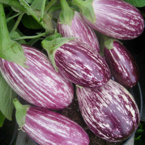 Aubergine Raspberry Ripple F1 - DESCRIPTIONA spineless cluster type which can be grown in outdoor patio containers and in the greenhouse. These semi-erect plants produce delicious shiny white and purple striped fruits continually throughout the summer. Harvest regularly when the fruit are young to use sliced in Asian stir fries, Indian curries or baked in Mediterranean dishes.SOWING ADVICESurface sow indoors 8-12 weeks before last frost, and keep moist and warm constantly until sprouts appear, which can take up to three weeks or so. Transplant into the garden or greenhouse when weather has settled and soil is warm. Provide rich organic soil with ample moisture. Plants need good fertilisation throughout their growth. 
 20 Seeds or more