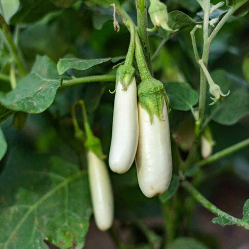 Aubergine White Sausage F1 PWS - DESCRIPTIONThroughout the summer these naturally bushy plants will continuously produce delicious bright white fruits which should be harvested regularly. The young and pure coloured fruit have the best flavour and can be used in Asian stir fries, Indian curries or baked in Mediterranean dishes. Can be grown in outdoor patio containers and pots.SOWING ADVICESurface sow indoors 8-12 weeks before last frost, and keep moist and warm constantly until sprouts appear, which can take up to three weeks or so. Transplant into the garden or greenhouse when weather has settled and soil is warm. Provide rich organic soil with ample moisture. Plants need good fertilisation throughout their growth. 
 20 Seeds or more