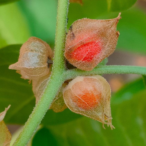 Withania Somnifera (Orange Goose Berry) PWS - DESCRIPTIONThis short, tender shrub has elliptical green leaves, producing small bell-shaped, five-petaled flowers and small red berries. Preferring a sheltered spot in full sun, this plant will grow well after all chance of frost is gone, but would need to be brought inside the green house to overwinter, or grown again from seed. The berries are very popular with birds!SOWING ADVICEFor best results, seeds are sown directly into the ground where required in the spring. Alternatively, sow in late winter/early spring in gentle warmth, 15-20 degrees C. Prick out into small 3 inch or 7 cm. pots and plant in final position when the plants are established. 
 10 Seeds or more