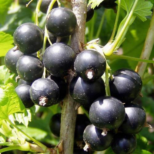 Black Currant PWS - DESCRIPTIONOne of the favourite fruits of the temperate world, blackcurrants produce numerous clumps of sweet, juicy, black fruits, heavily laden with vitamin C and countless other good vitamins, which are unbeatable for jams and juices. These ready-stratified seeds were harvested from some of the best cultivars in the world. Habits will vary a little but all plants will produce several kilograms of fruit when established. The dried leaves are sometimes used to make tea. These valuable plants are also amazingly hardy, surviving to below minus 40 F (which coincidentally is minus 40 C), with little problem. Their main competitor for vitamin C production, the lemon tree, is long dead at this temperature. Prune very old wood back occasionally and these plants will give fruit for very many years. SOWING ADVICESeeds can be sown at any time of the year into a sandy compost and covered thinly with sand or grit. No artificial heat is needed. The seed tray is best left in a cool spot and kept moist. Seeds generally germinate in the spring whenever they are sown but odd ones may come up at any time. 
 70 Plus Seeds