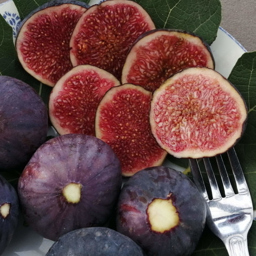 Fig Ficus Carica Purpurea PWS - DESCRIPTIONThis is the tree that is grown worldwide to produce plum-sized, juicy, sweet purple/brown figs and although there are hundreds of cultivars this is still a favourite. Fruits will ripen from midsummer onwards in the UK but earlier in warmer countries. These are good, fertile seeds and are ready-stratified for sowing. Fruit from seedlings may vary but all will be superb fruits.SOWING ADVICEThese seeds have already been thoroughly cleaned and should be sown into a well-drained, sandy compost at any time of the year, and covered thinly with sand or grit and kept moist. Keep at between 20-25 degrees C. Seeds sometimes germinate within 4 to 6 weeks although some may take very much longer so please be patient. Plant out in the open ground in warmer countries or in a large container elsewhere. 20 Seeds or more