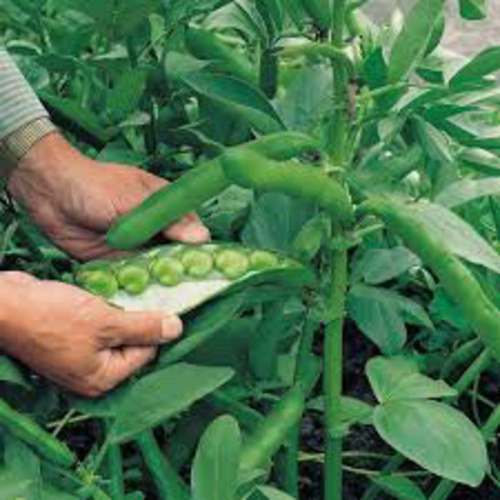 Bean Masterpiece Green long pod PWS - DESCRIPTIONArguably the best green-seeded variety. This RHS award-winning bean grows well in most conditions, up to a height of three feet tall. It will produce good pod lengths too with up to 7 beans per pod. It has a superb flavour and is excellent for freezing!SOWING ADVICESow 2 inches deep and 6-8 inches apart in double rows 8 inches apart in well-manured soil. Use cloches if sowing in Autumn. 
 25 seeds