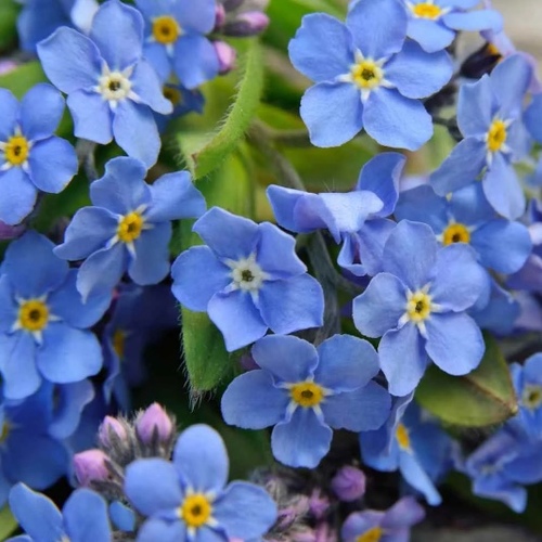 Forget Me Not Flower