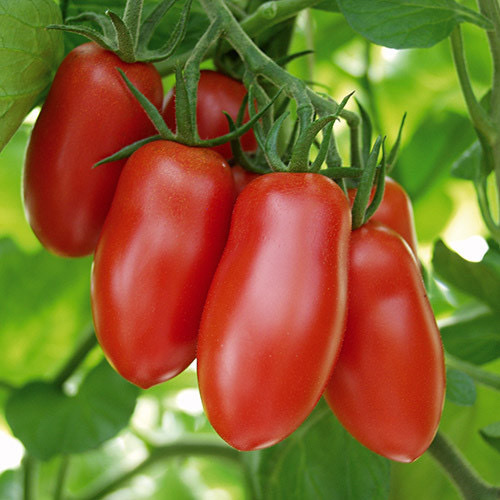 Ravello F1 Tomato (san Marzano type) PWS