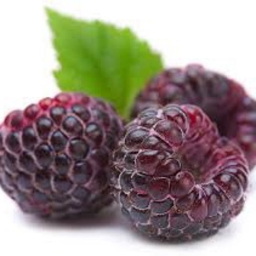 Raspberry Black Jewel PWS - DESCRIPTIONVery rarely available, seeds of this exciting, completely hardy plant, which comes true from seed, produce vigorous, fast-growing and tall/erect black raspberry plants. These are versatile enough to be grown almost anywhere, the fruits having a unique colour with large, darkest purple-black fruits, full of anthocyanins, which are good for your health, and also have a special distinct 'perfumed' taste. They are less tart than blackberries, which they superficially resemble, and this makes them better for eating fresh, although they also make good jams. Billing them as a so-called superfood and describing them as tasting like raspberry jam seems to have been a hit with shoppers. Black raspberries are the first raspberries to ripen in the spring, - with a very concentrated period of ripeness - and can be harvested in two or three passes. It also has beautiful white-backed foliage on long, attractive, blush-white canes, and is less susceptible to cane diseases and root death than most other types. (Sometimes falsely marketed as 