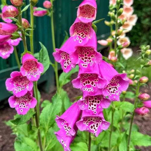 Foxgloves Flowers genta