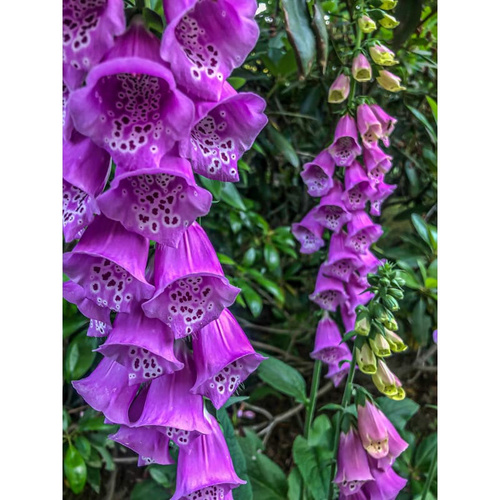 Foxgloves Flowers genta