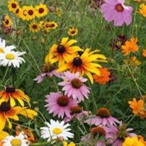 Cut Flower Mix Valley Green
