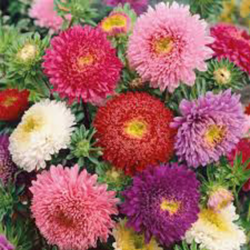 Aster Powderpuff mixed colors Valley Green
