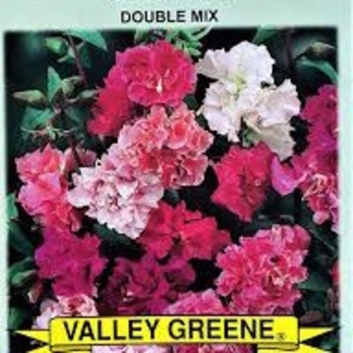 Clarkia Flower Valley Green