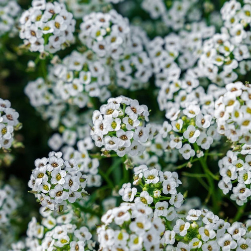 alyssum carpet of snow Valley Green