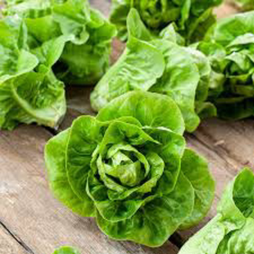Lettuce little gem  Valley Green