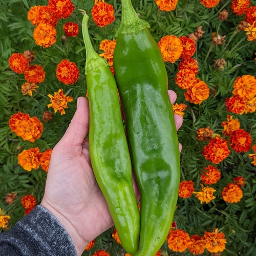 Big Jim Chili Pepper Valley Green