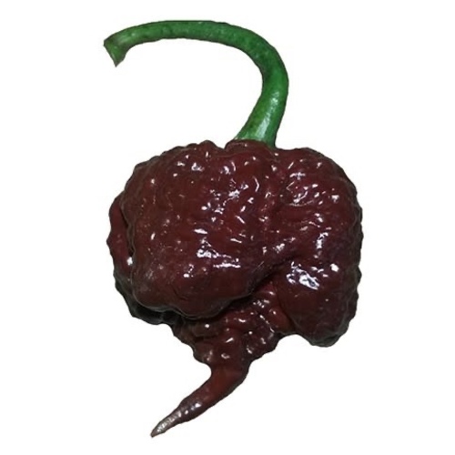 Carolina Reaper Chocolate Pepper  Sandia - The Hottest Pepper in the world  2 million Scoville of heat . 
 Can you take the Heat