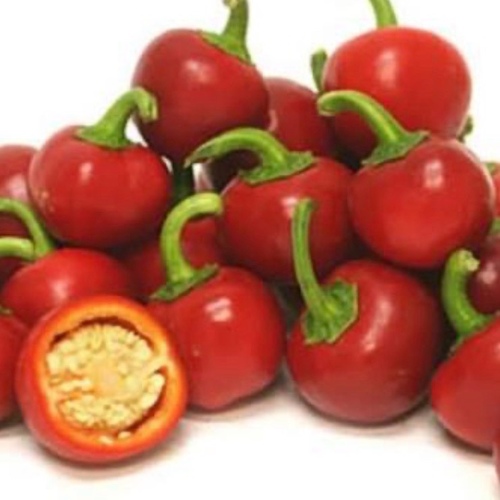 شتلة  فلفل شيري  كبيرة مثمرة