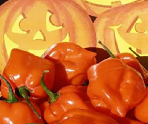 Habanero  NUMEX  Trick or Treat No Heat Sandia